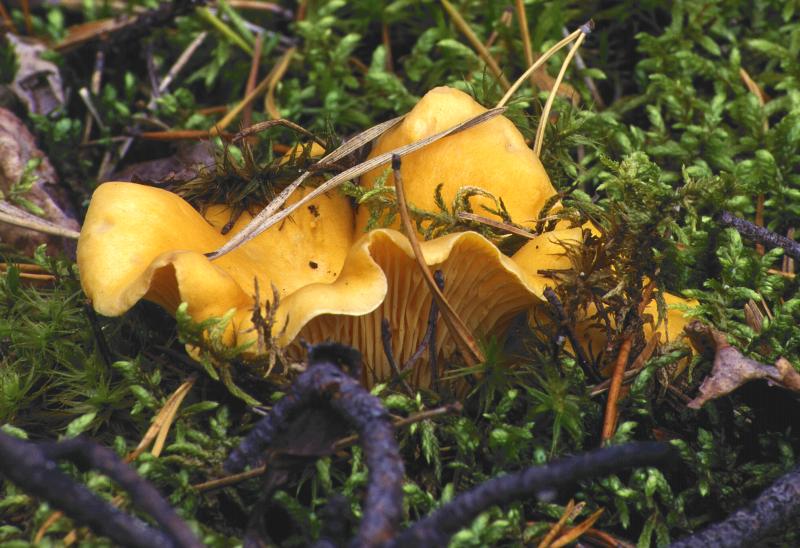  Image name: finferlo8.jpg 
 width: 800 pixel 
 height: 548 pixel 
 Size: 82676 bytes 
 Click to enlarge 